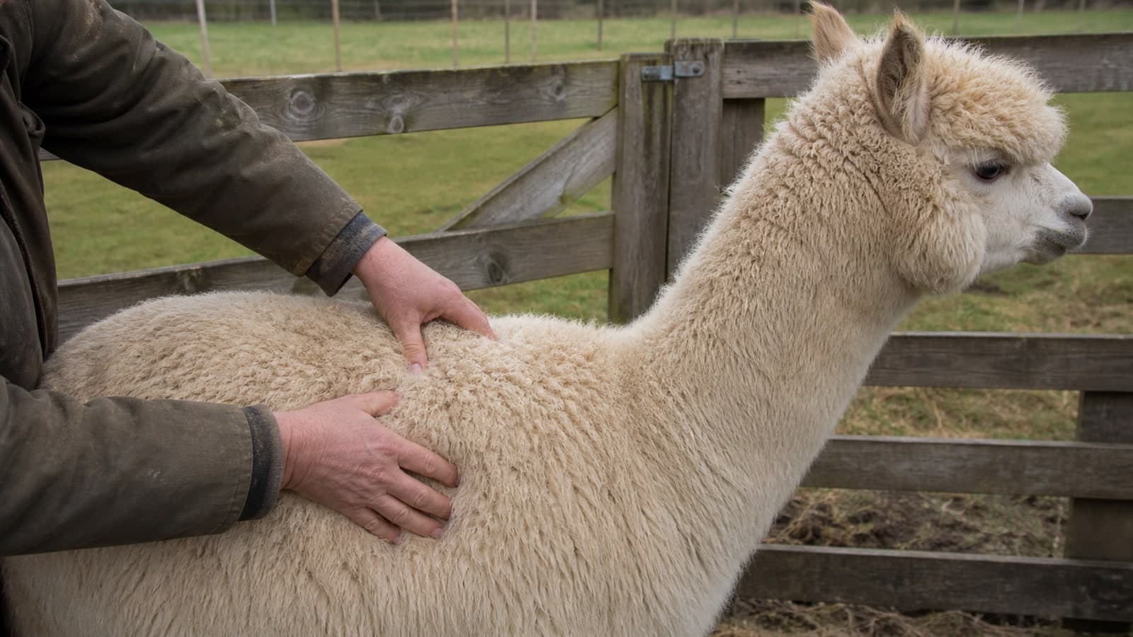 Hands checking the body condition of a white alpaca along its back