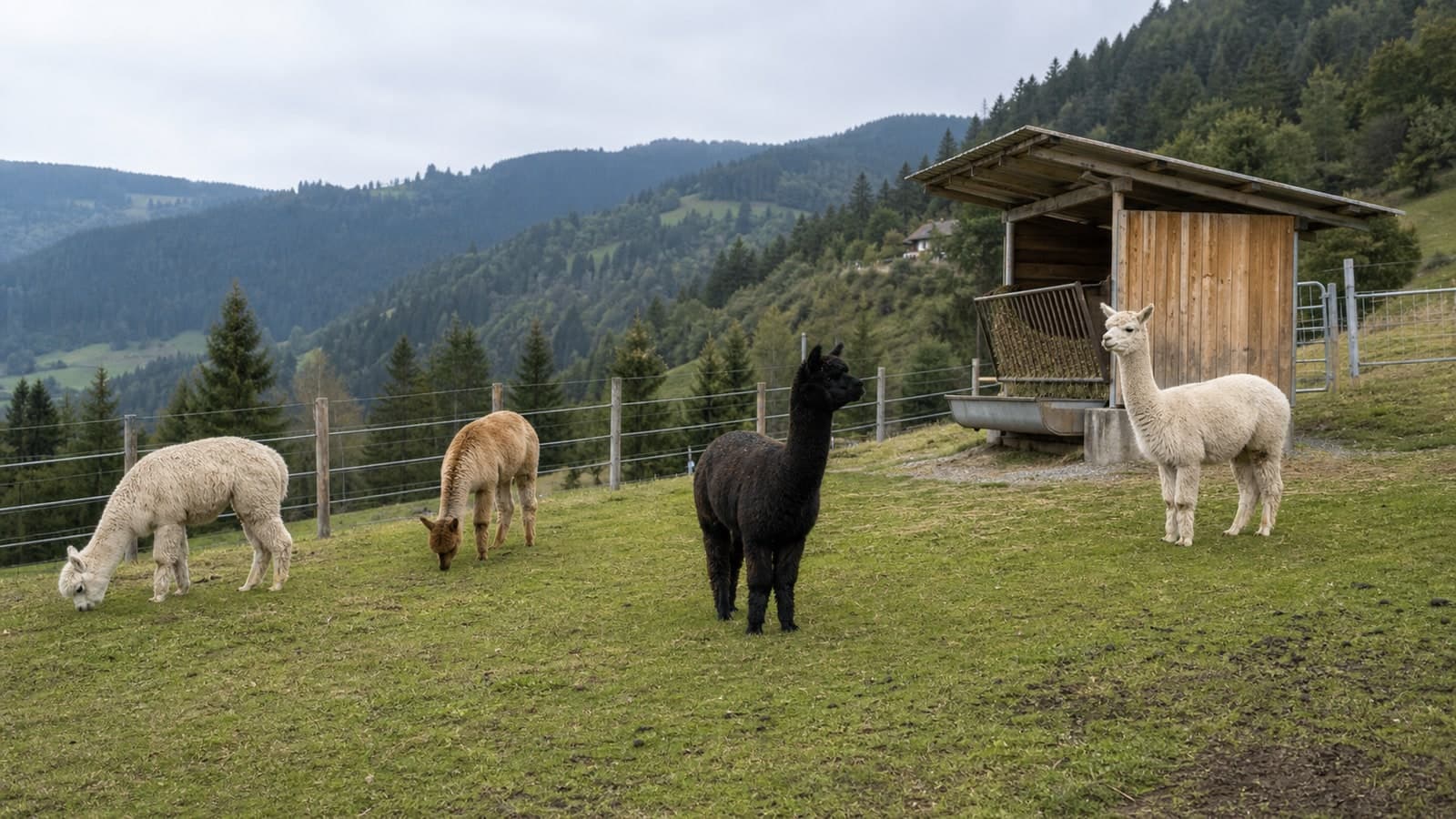 Four alpacas in a fenced Austrian hillside paddock beside a timber shelter