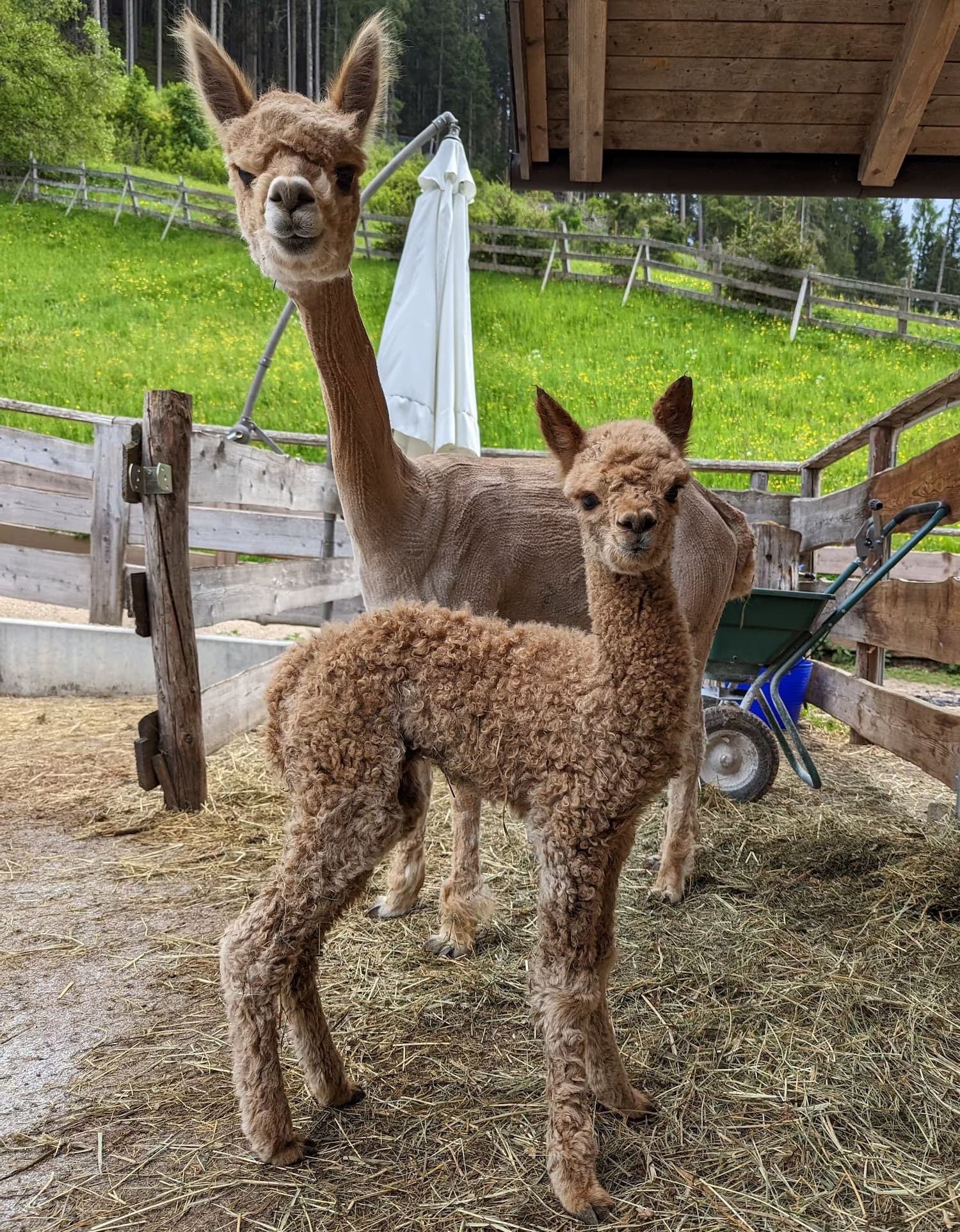 Una femmina di alpaca con il suo cria nell'allevamento in Val Gardena dove AlpacaKeep viene sviluppato e testato.