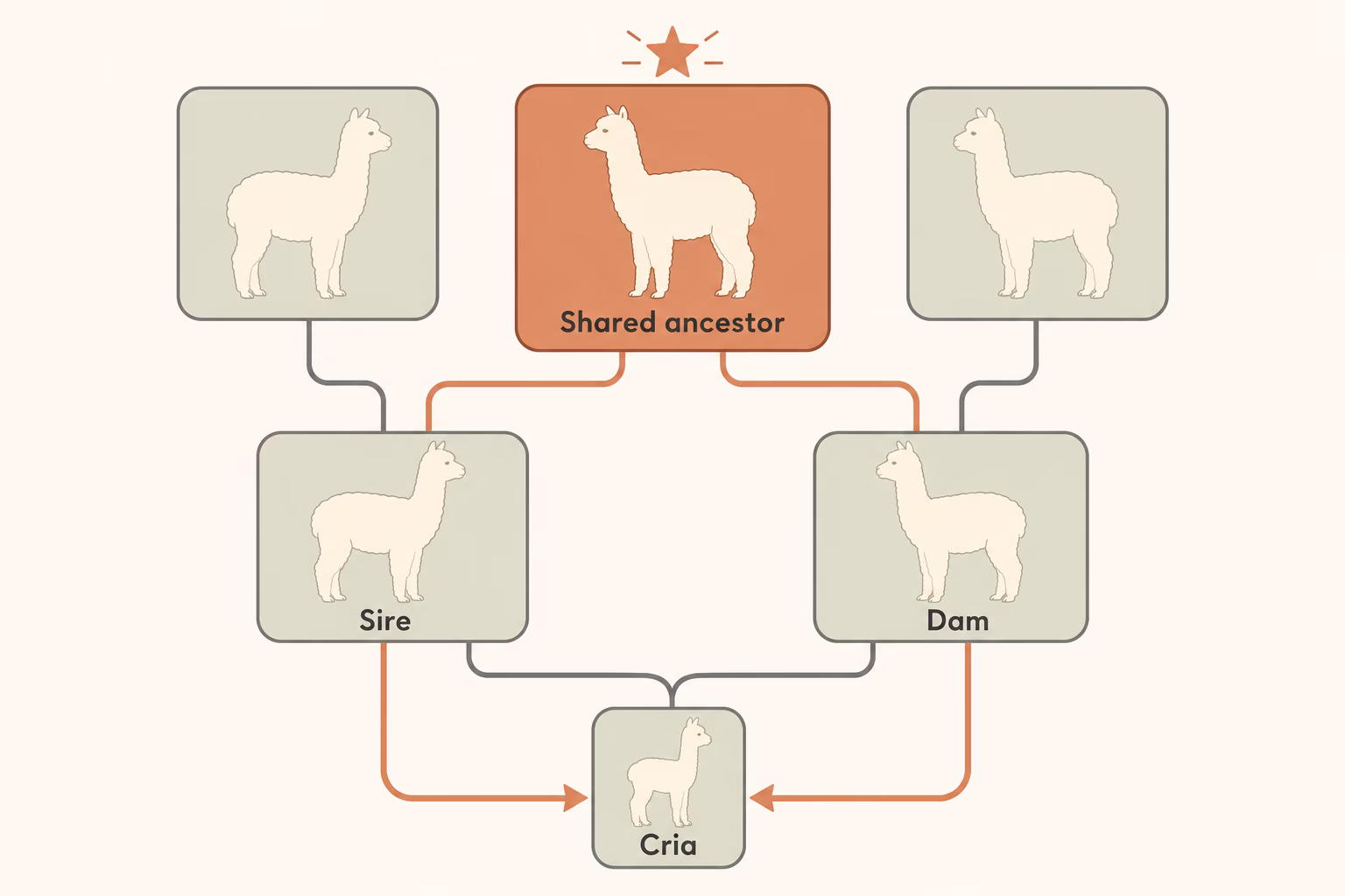 Alpaca family tree showing one shared ancestor connected through both the sire and the dam down to the cria, illustrating how inbreeding arises.