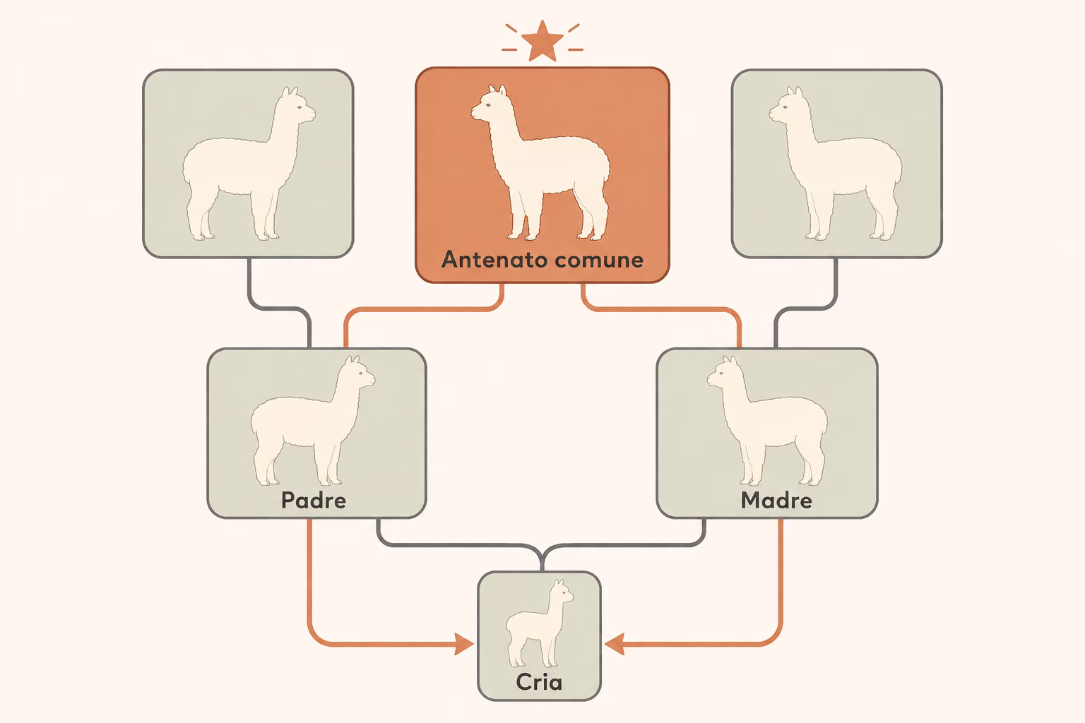 Albero genealogico di alpaca che mostra un antenato comune collegato sia al padre sia alla madre fino alla cria, per illustrare come nasce la consanguineità.